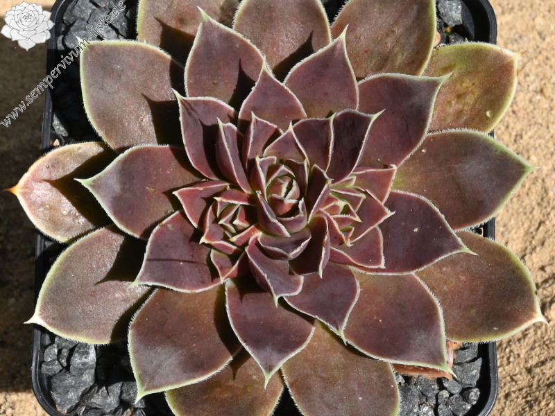 Korspelse Sampsane / Jovi