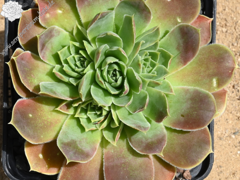 Mount Stanley / Jovi