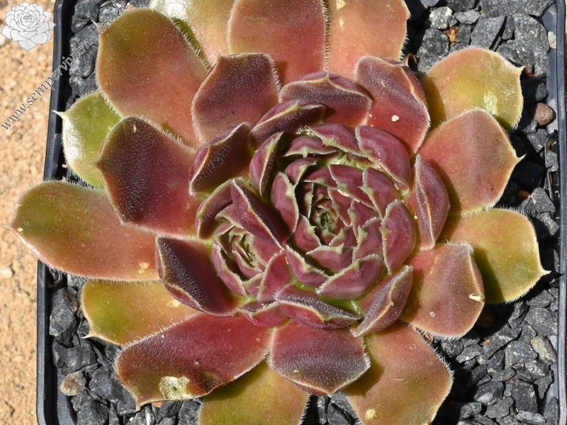 Mount Ulug Muztag / Jovi