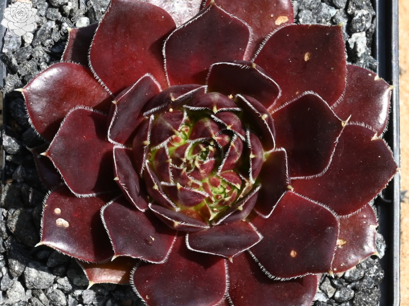 Queenie / Jovi ( II )