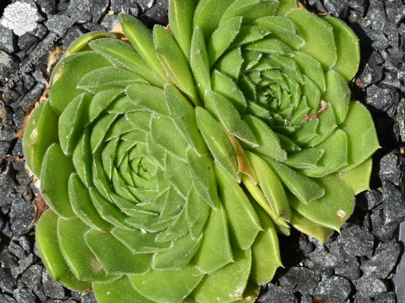 heuffelii (reginae-amaliae) from Stara Planina