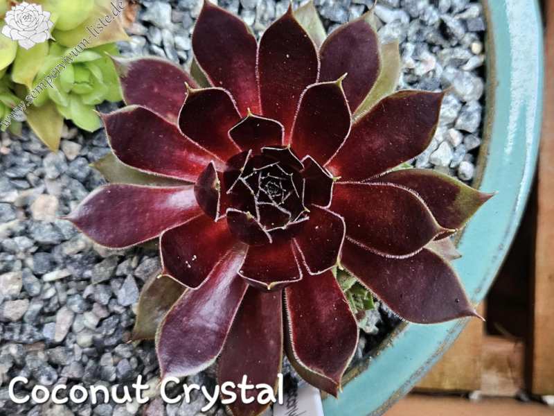 Coconut Crystal© (NNG)