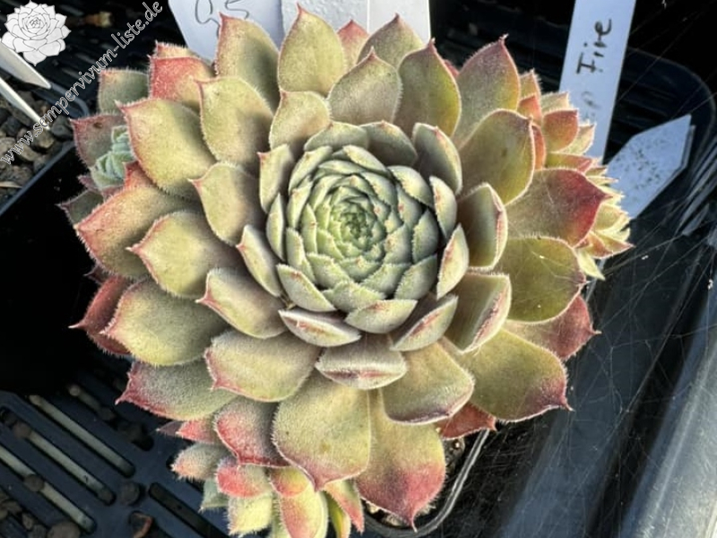 G5 (Netzfund) Schneiders