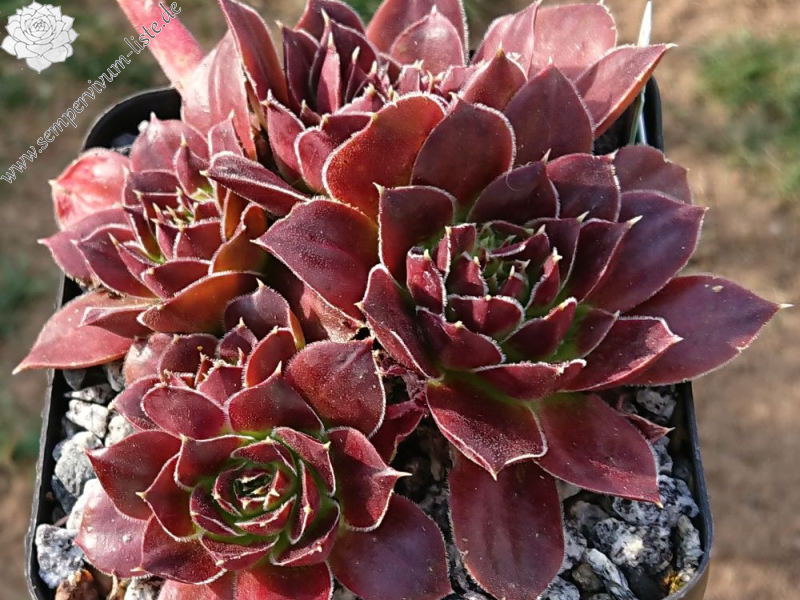 Capucina 
