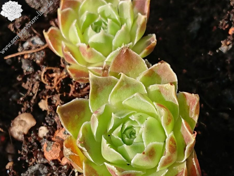 Lamech