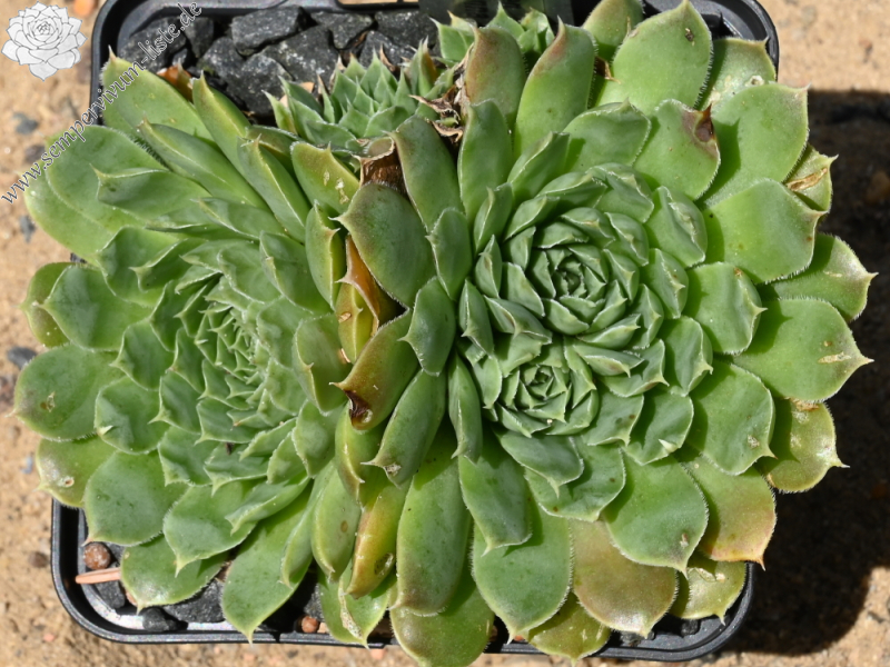 Green Suzanna / Jovi