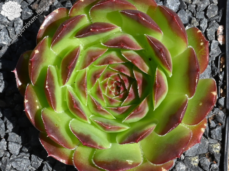 Korspelse Teena / Jovi