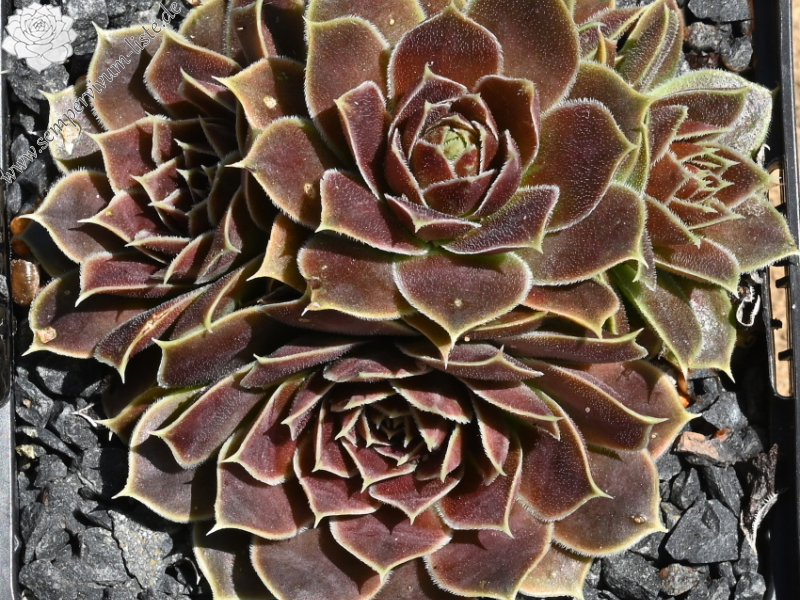 Pfälzer Burg / Jovi