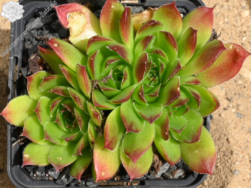 Diepvens Julia / Jovi