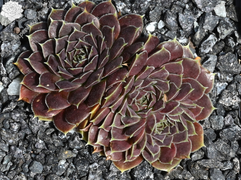 Glowing Light / Jovi