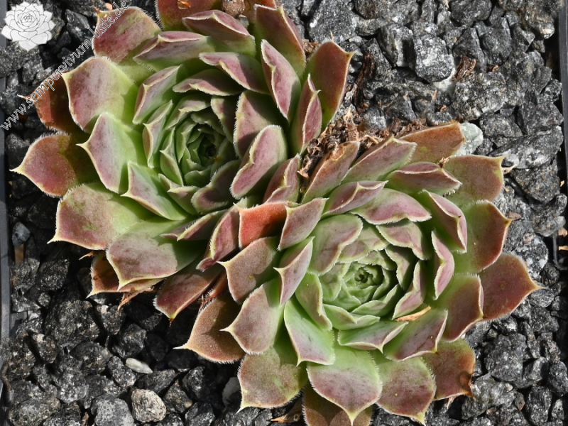 Korspel Lover Lever / Jovi