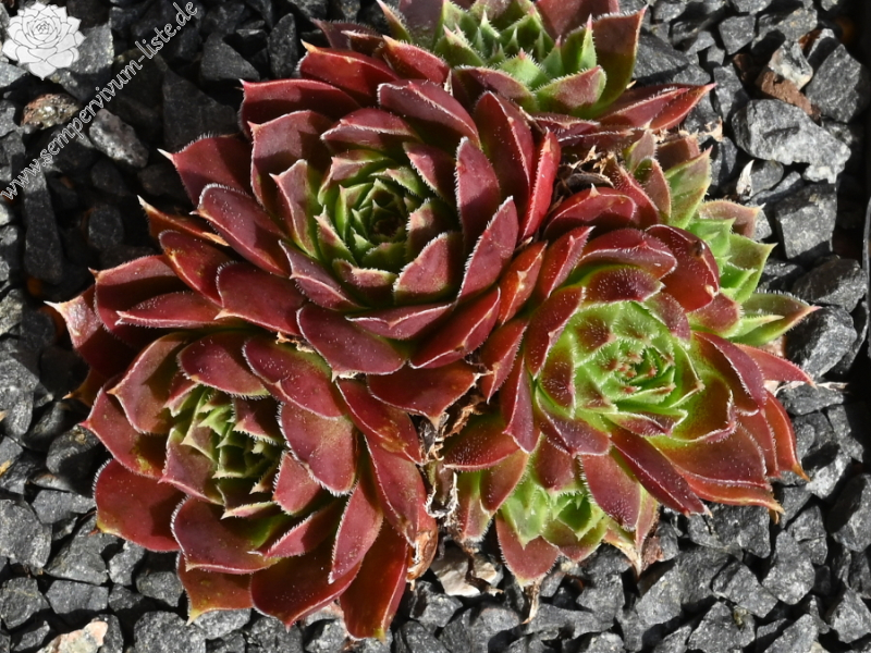 Korspelse Mahalia / Jovi