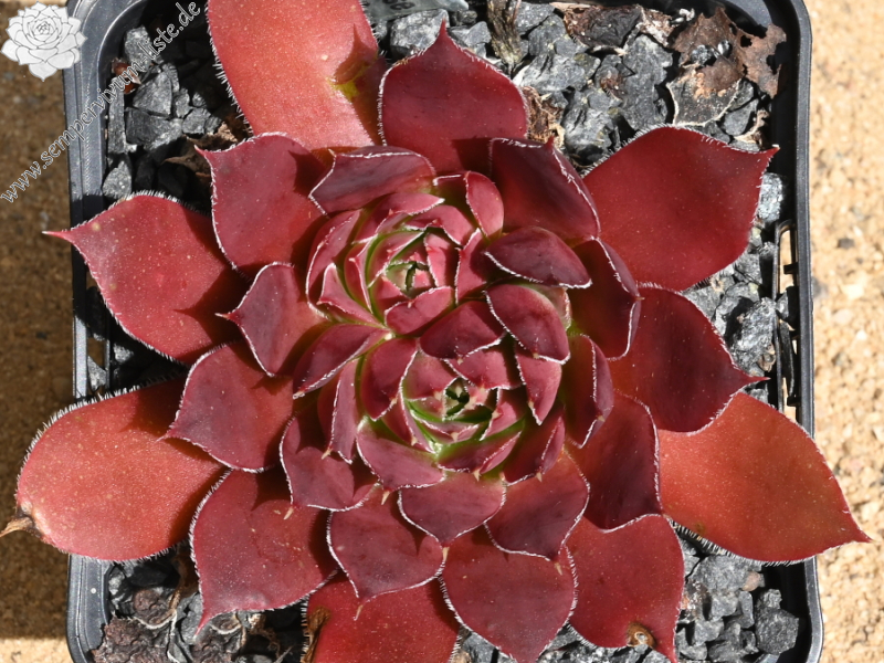 Korspelse Nolwenn / Jovi