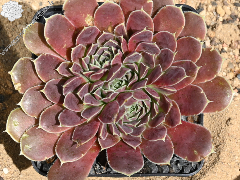 Korspelse Pronica / Jovi