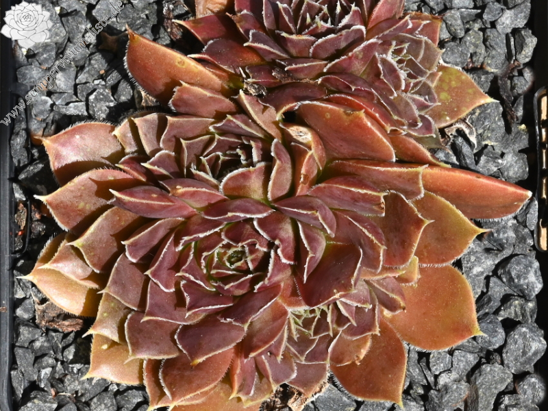 Korspelse Varpu / Jovi