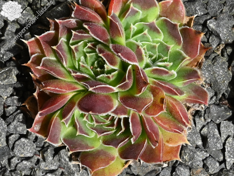 Nursery Ploeger / Jovi