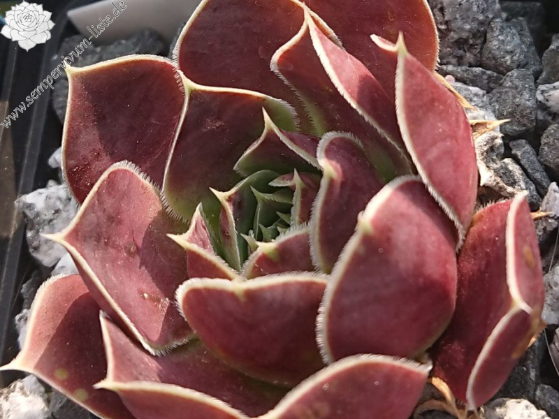 Ariellie