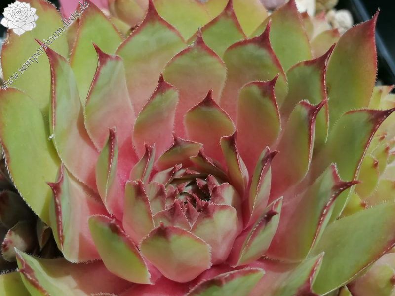 Following the Sun im Sommer