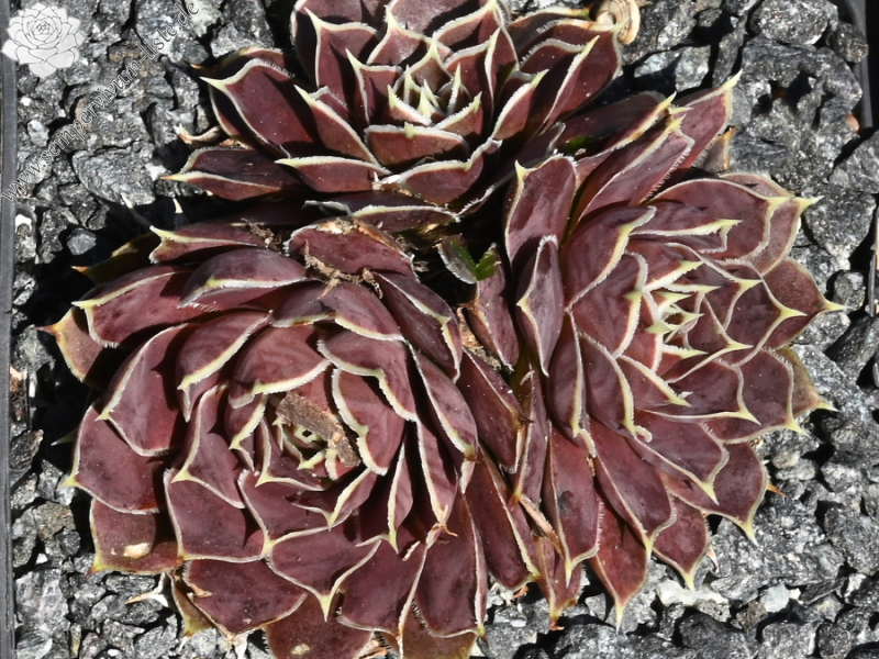 Bowl of Beauty / Jovi