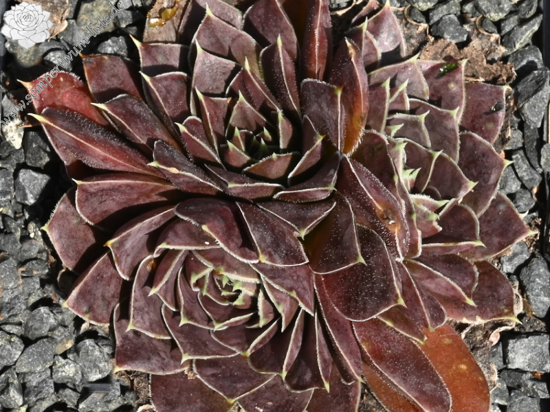 Korspel Red Luster / Jovi