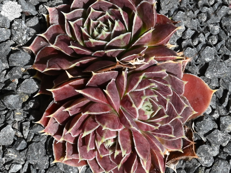 Korspelse Fayola / Jovi