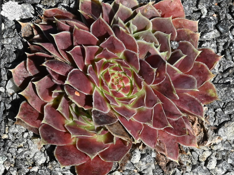 Korspelse Fedoussia / Jovi