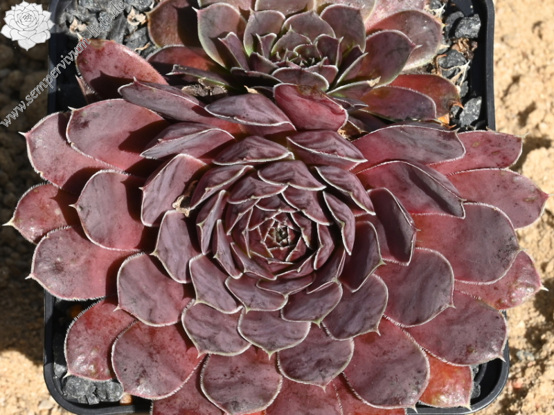 Korspelse Janed / Jovi