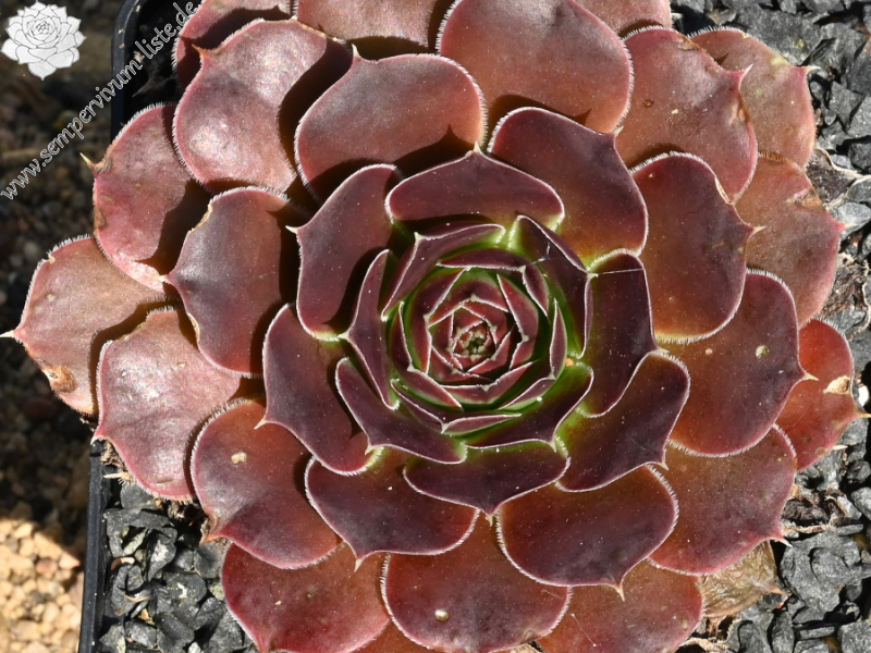 Korspelse Perdita / Jovi