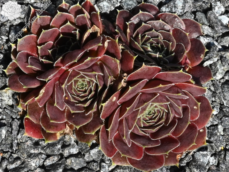 Korspelse Pirkko / Jovi