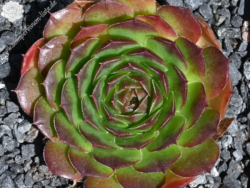 Korspelse Teena / Jovi