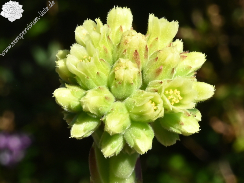 Liliane St. Pierre / Jovi