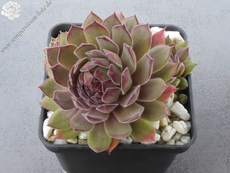 Woolcott's Rubicundum