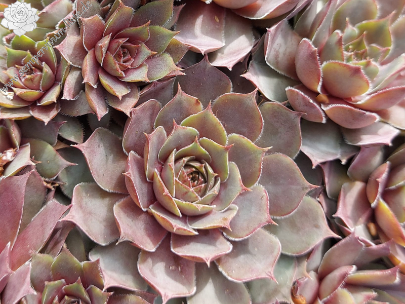 Chick Charms® Berry Blues™