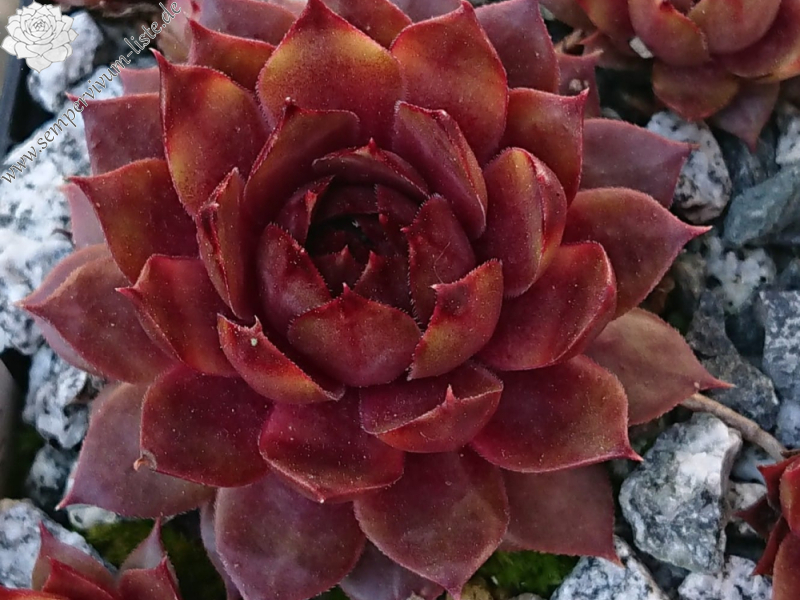 Lava (NNG)