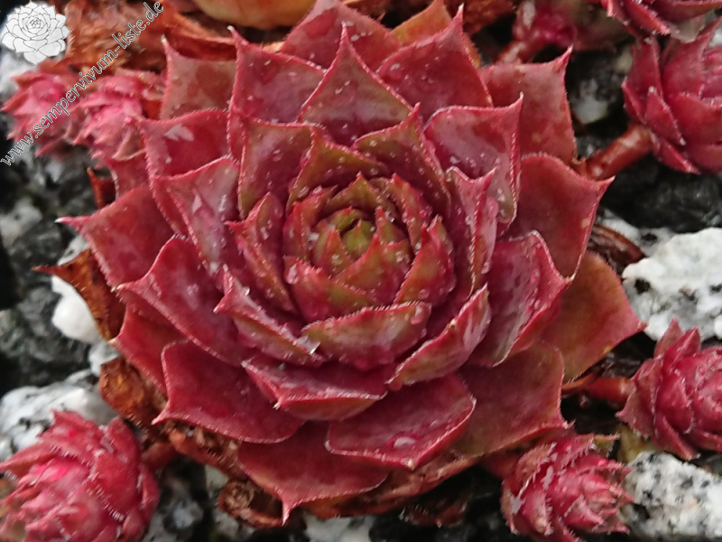 Lava (NNG)