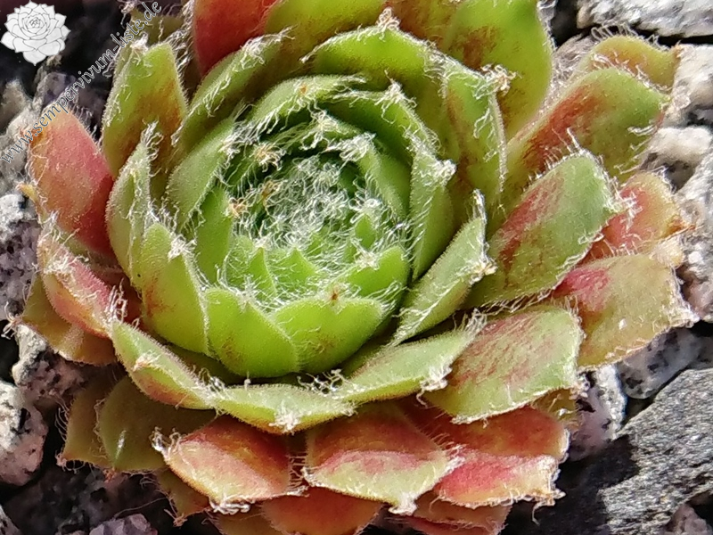 Lula Marquerite