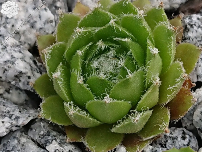 Lula Marquerite