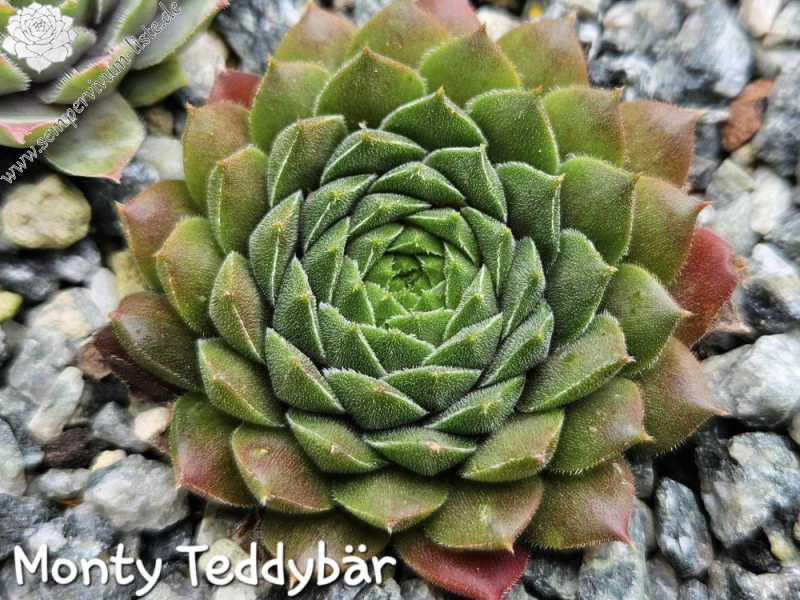 Monty Teddybär (NNG)