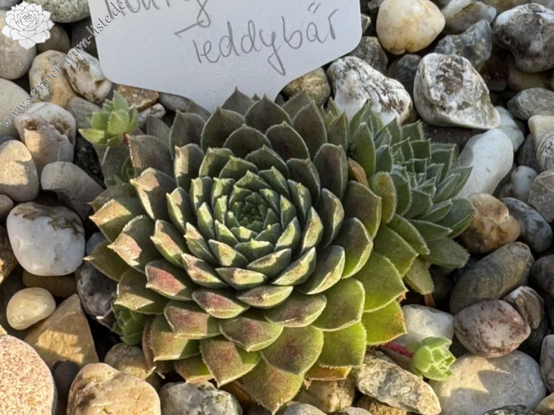 Monty Teddybär (NNG)