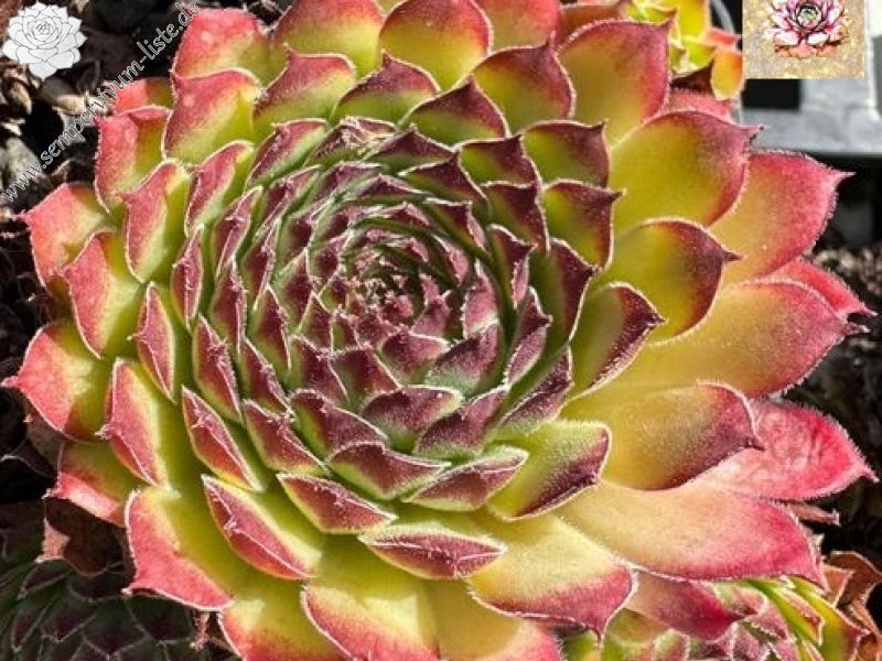 Queen Elizabeth (NG)