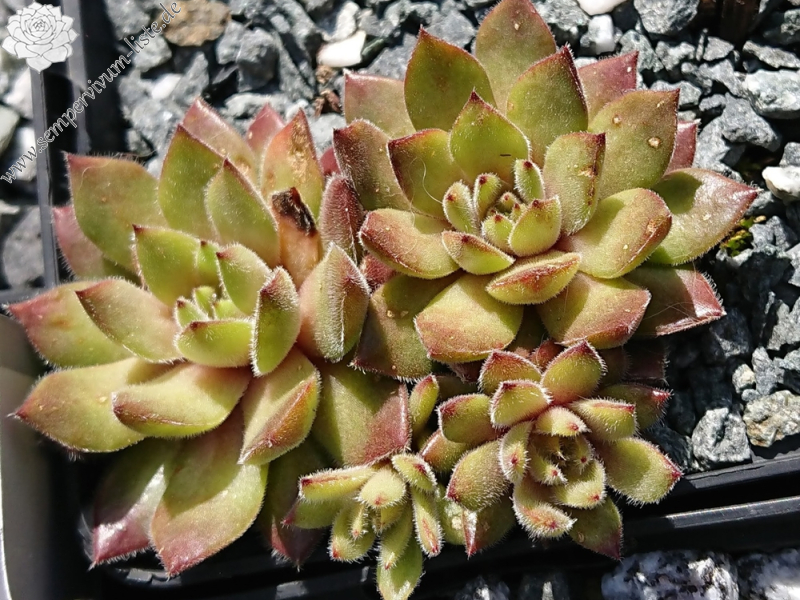 sp. from Prov. Ağri PH8045