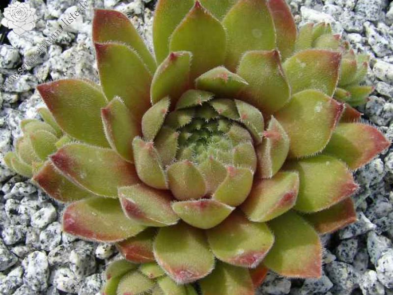 sp. from Prov. Ağri PH8045