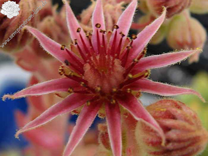 sp. from Prov. Ağri PH8045