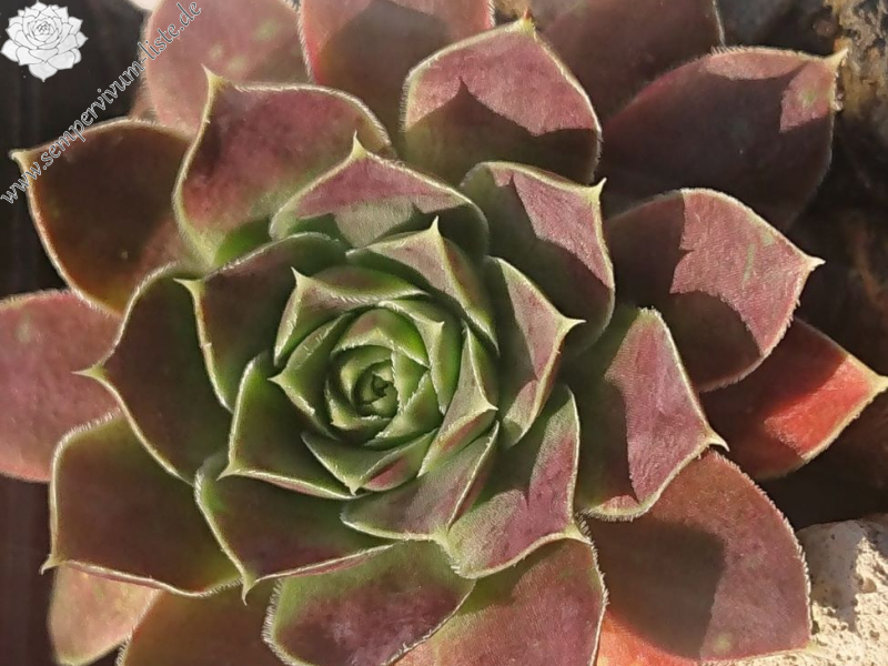 Green Excellency