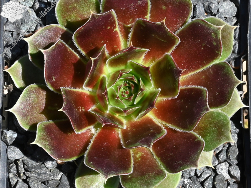 Korspel Secret / Jovi