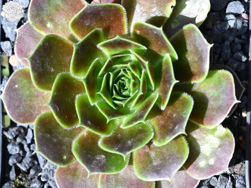 Korspelse Kristruw / Jovi