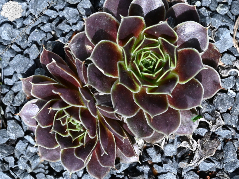 Korspelse Rakefete / Jovi