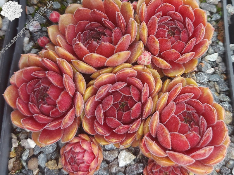 Haccombe Ruby
