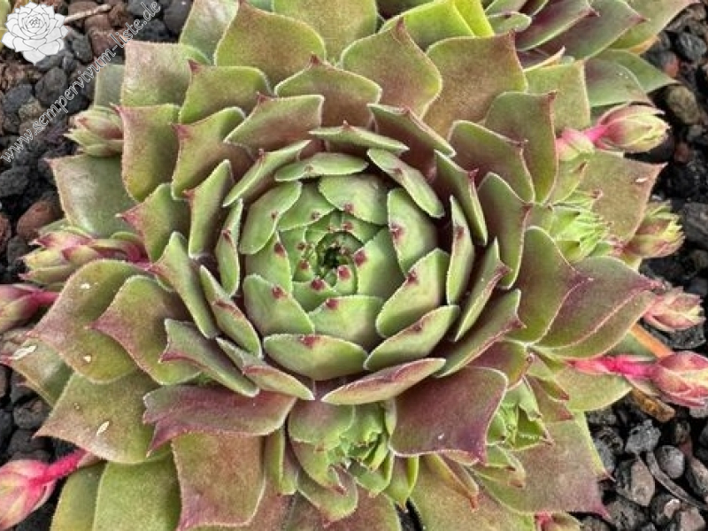 Chick Charms® Lemon Waves