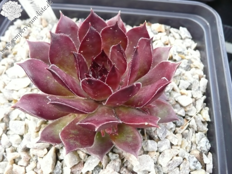 Korspelse Devillia
